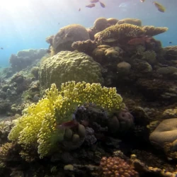 Project AWARE Coral Reef Conservation Specialty